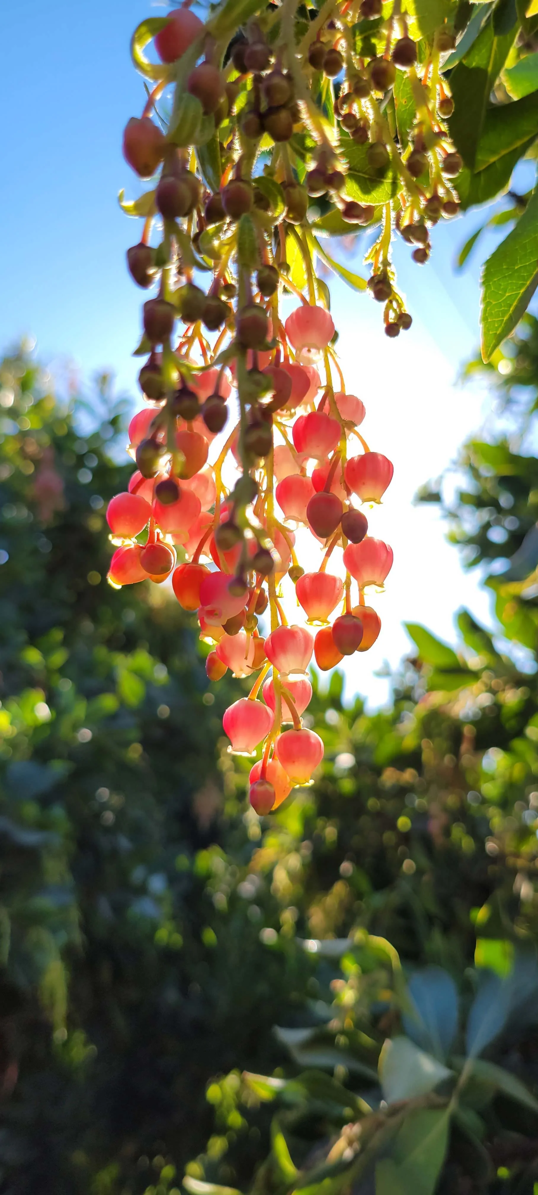 Close-up of pink flowering plant with hanging clusters of small, bell-shaped flowers in sunlight, with blurred greenery in the background.