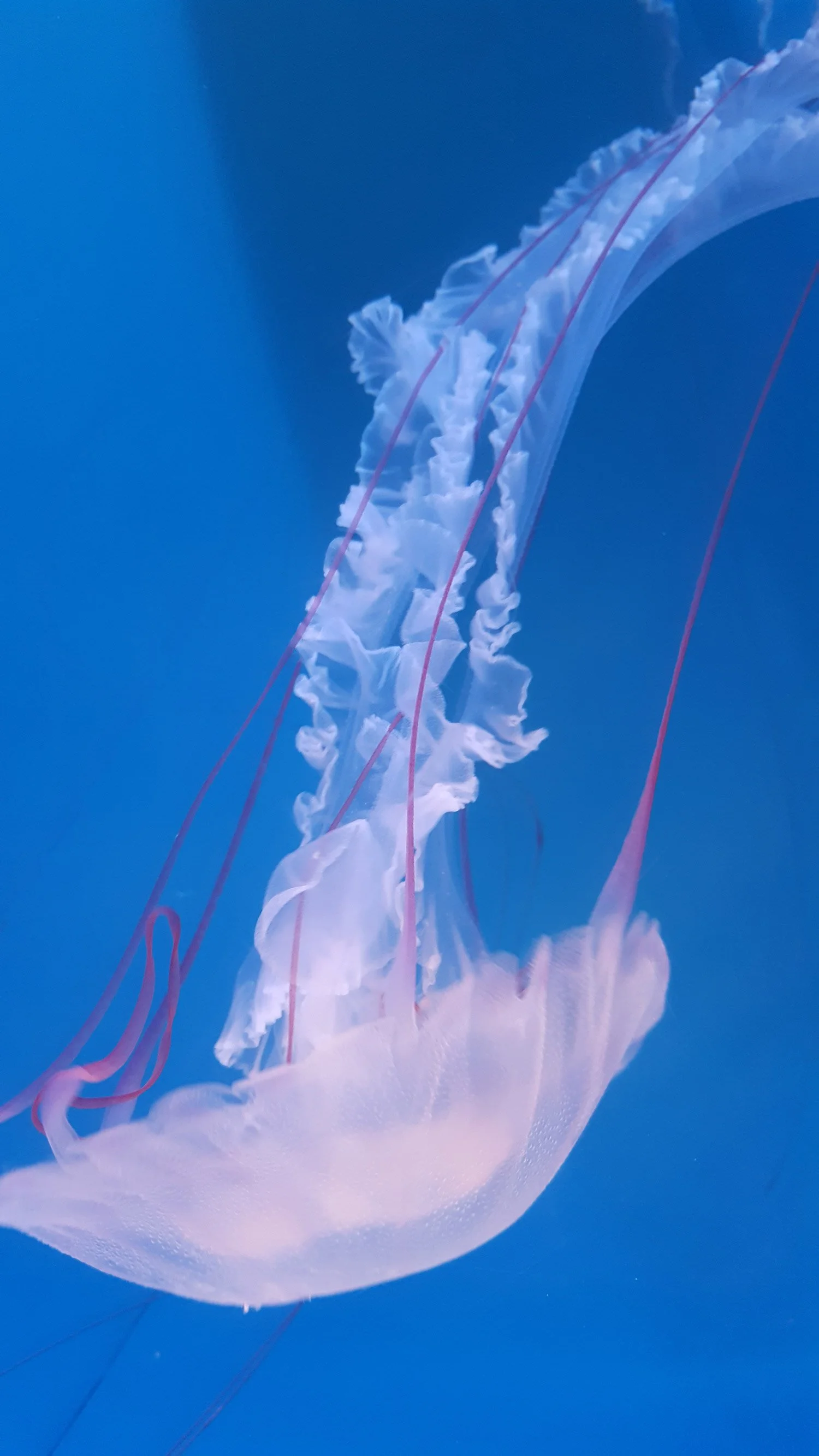 A close-up view of a moon jellyfish with a translucent, bell-shaped body and long, thin tentacles floating in the blue ocean.