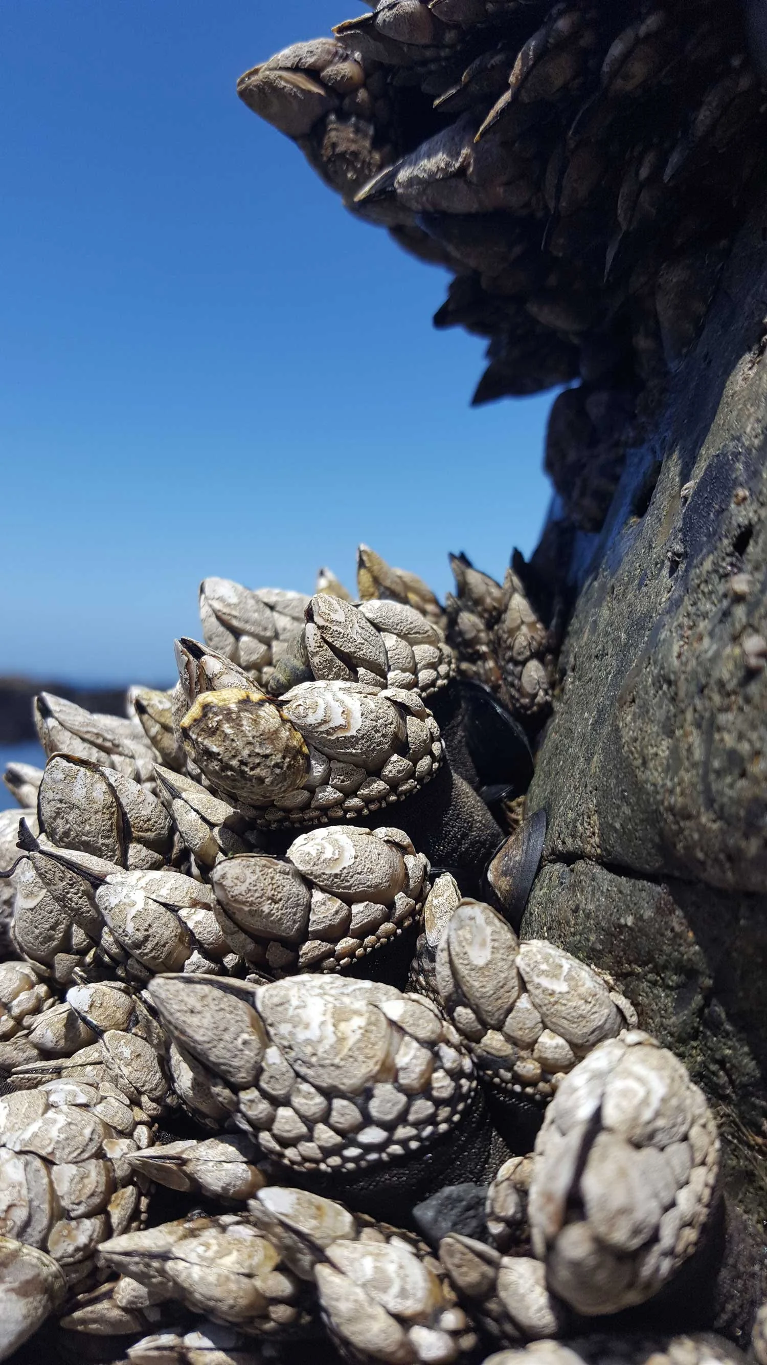 Close-up of barnacles and rocks on a shoreline with a clear blue sky in the background.