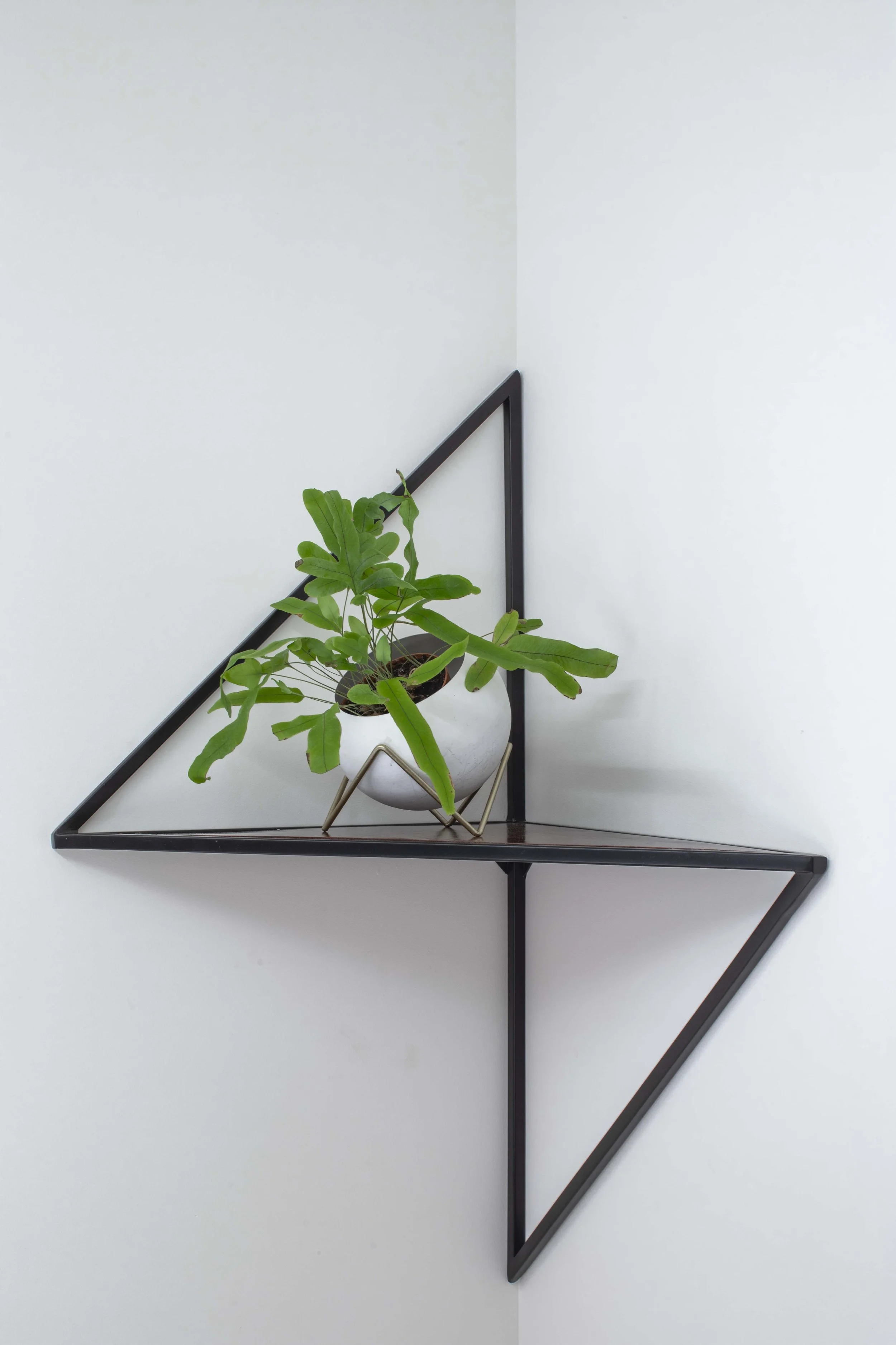 A potted plant with large green leaves on a black geometric wall shelf against a white wall.