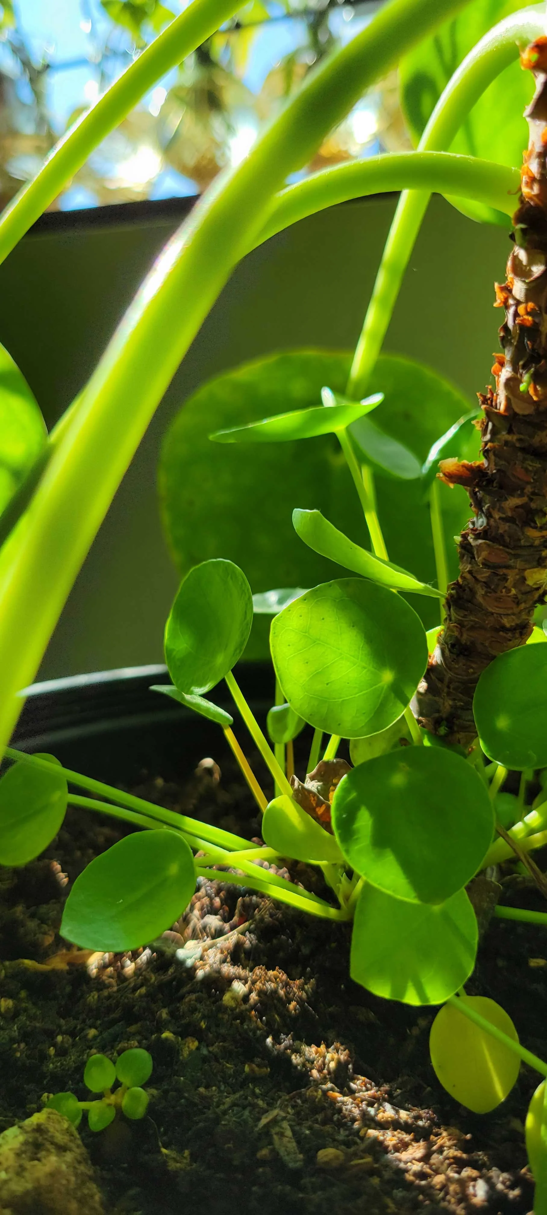 Close-up of green philodendron and pothos plants with sunlight filtering through.