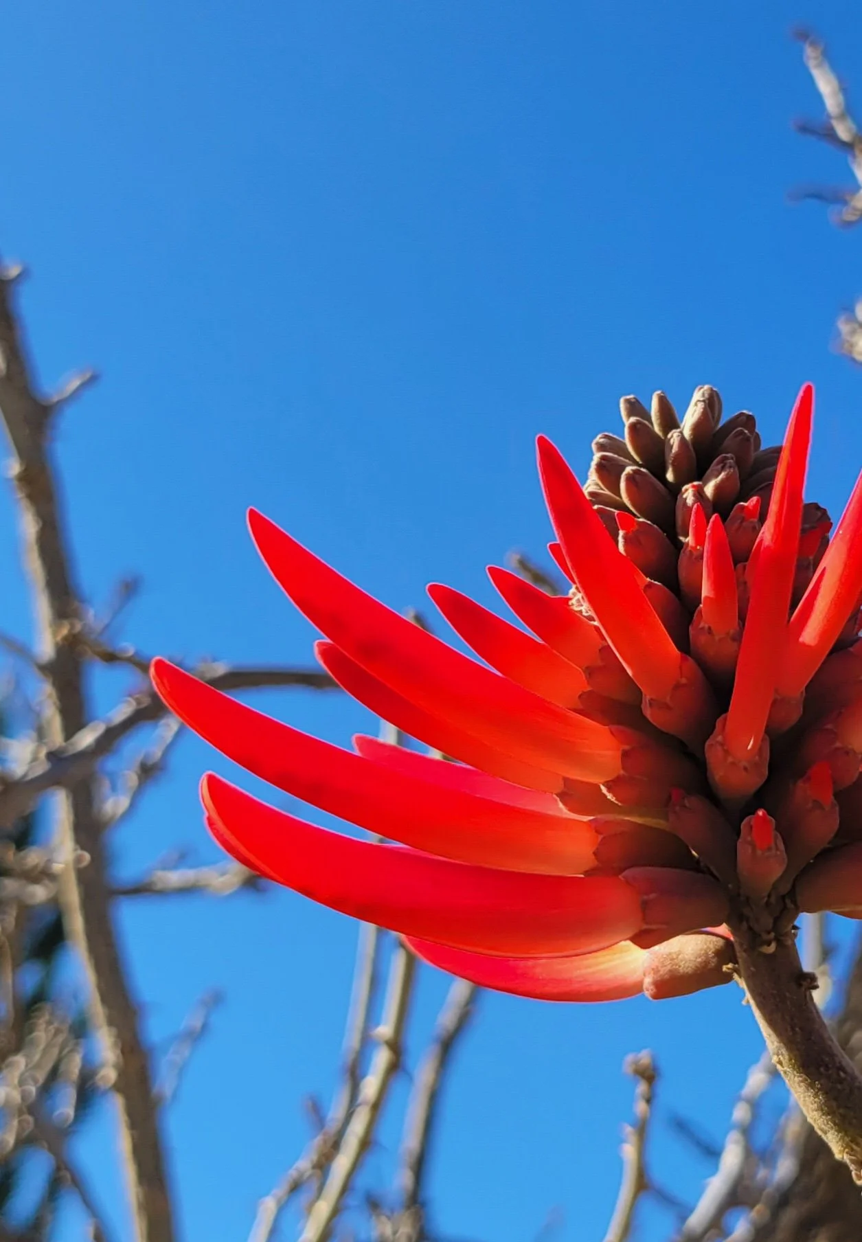 A close-up view of a red aloe flower with spiky petals, set against a clear blue sky with some blurred tree branches in the background.