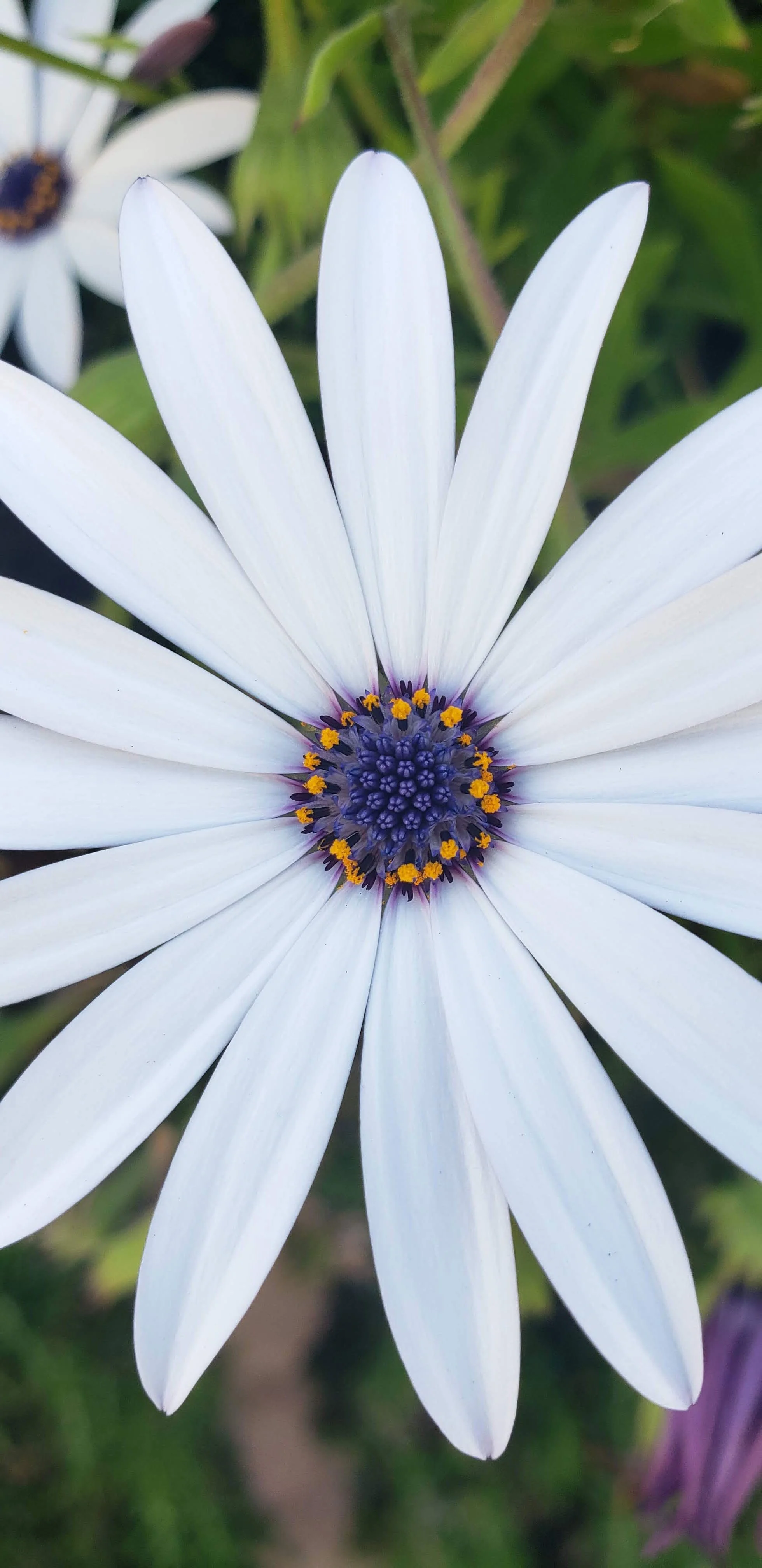 Close-up of a white flower with a purple and yellow center, surrounded by green leaves.