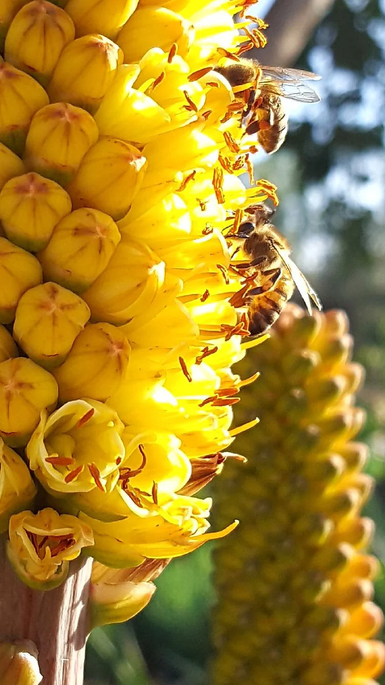 Close-up of yellow flowering plant with bees collecting nectar.