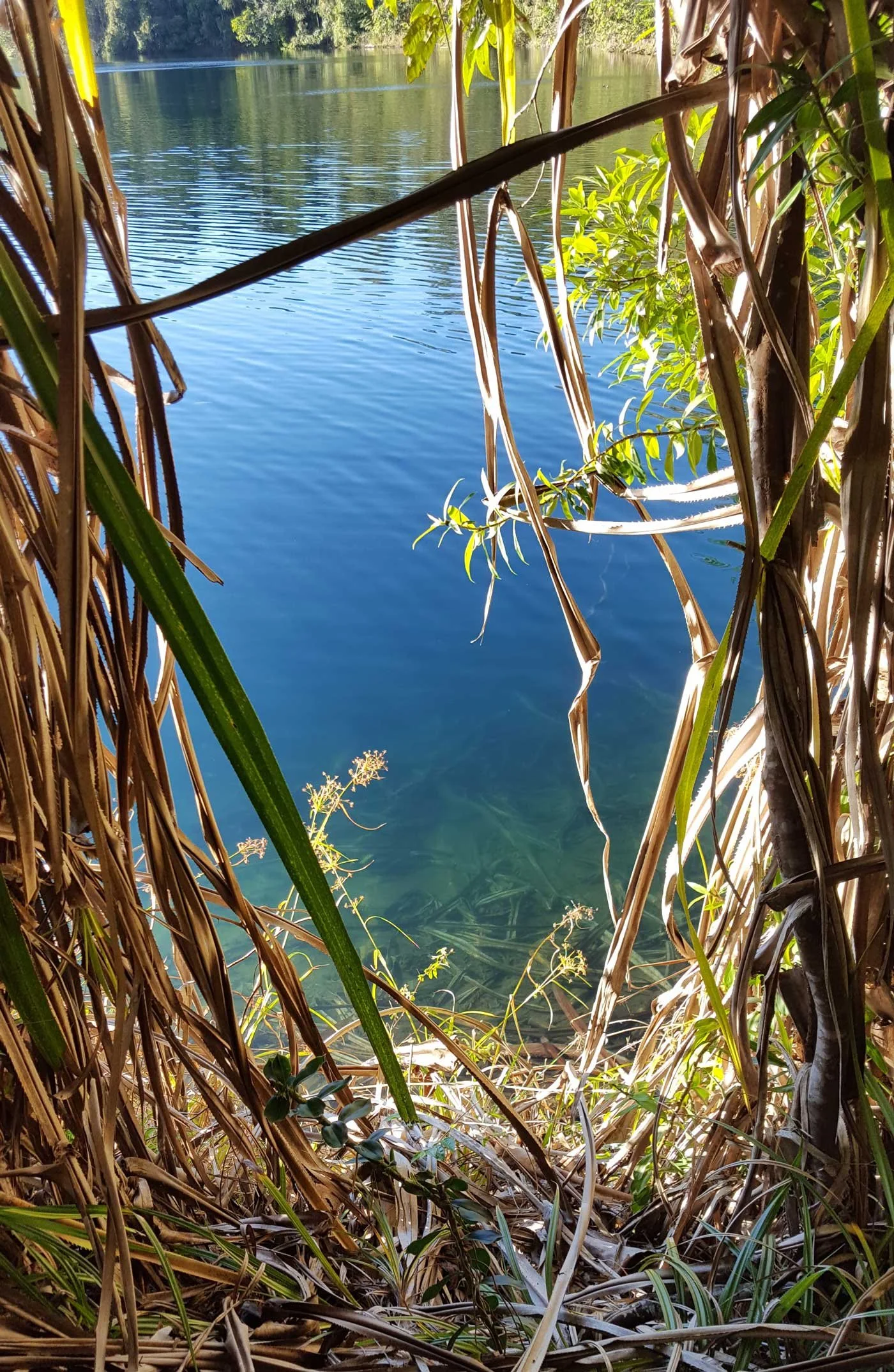 View of a Australian volcanic lake seen through dense vegetation, with green and brown leaves along the water's edge.