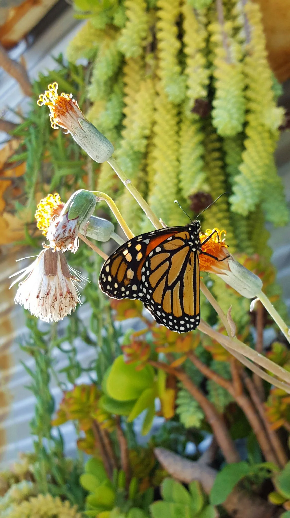 A butterfly on orange and black flowers with a background of green succulents.