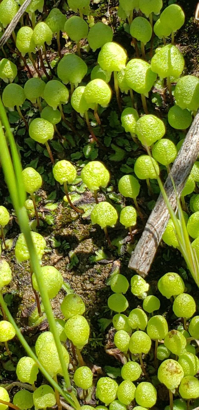Close-up image of small, round, bright green plants growing close to the soil surface.
