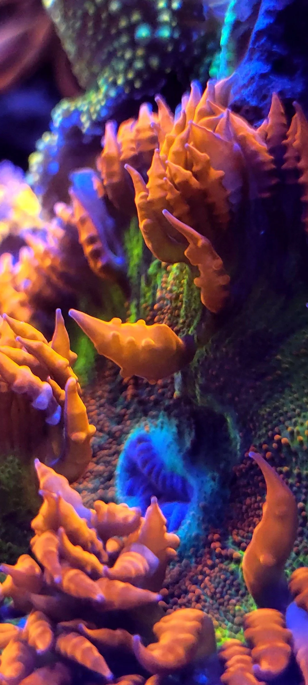 Close-up of a colorful coral reef with orange and purple coral formations and a blue sea star surrounded by small multicolored pebbles.