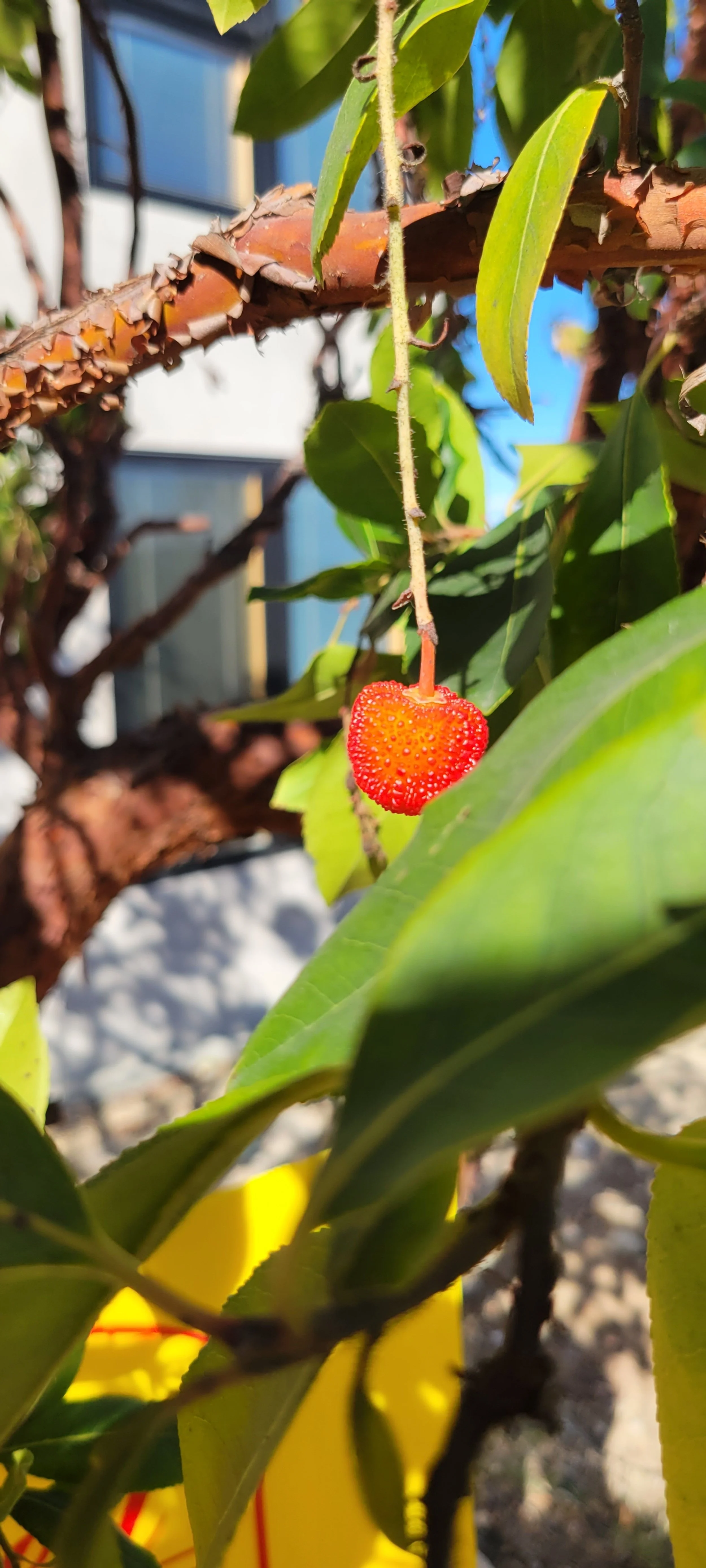 A close-up of a small red strawberry tree hanging from a plant stem amidst green leaves and brown branches, with bright sunlight and a blurred blue and white background.
