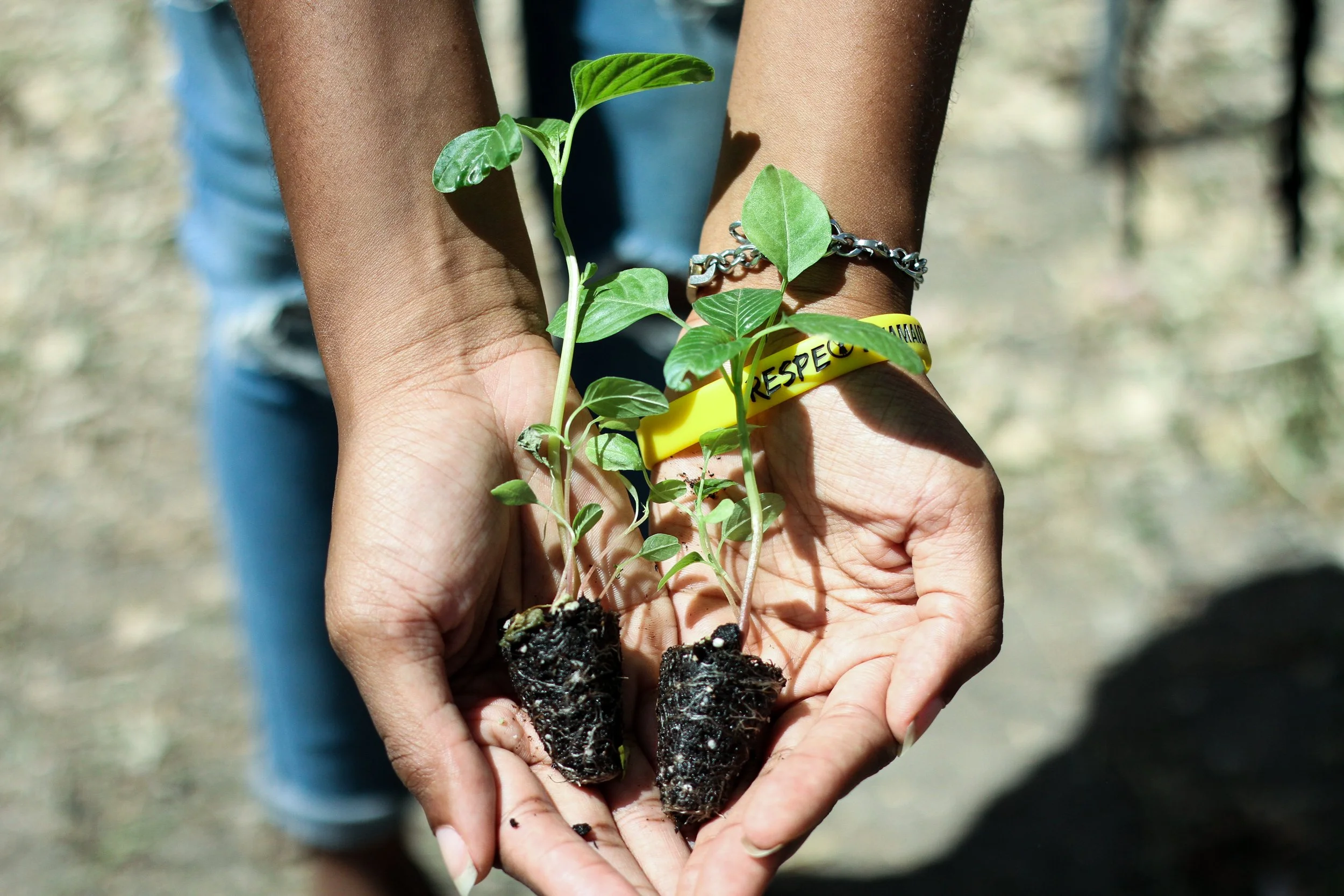 khristina_hands_plantforpeace.jpg