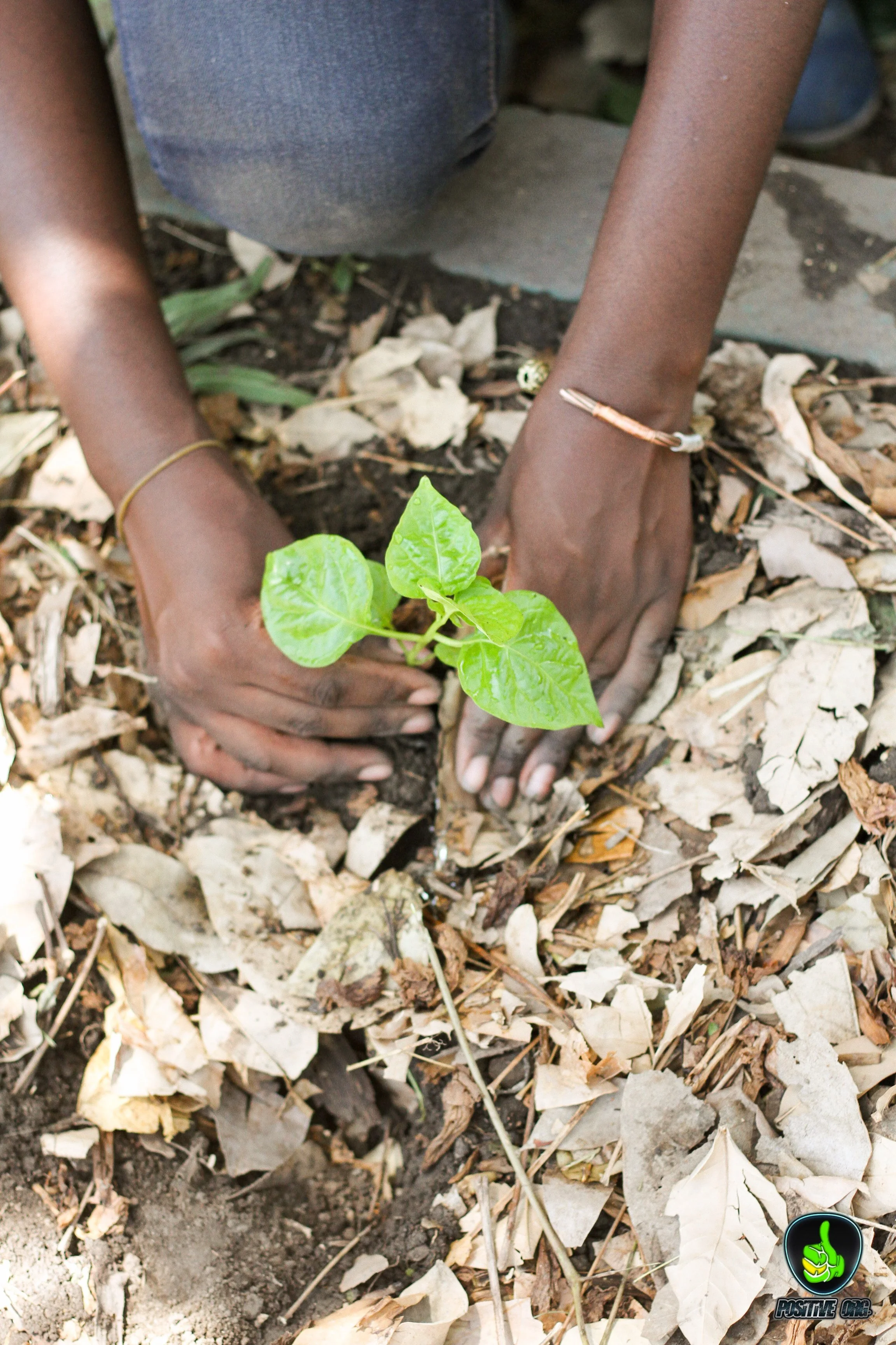 plantforpeace_april15_2018-111.jpg