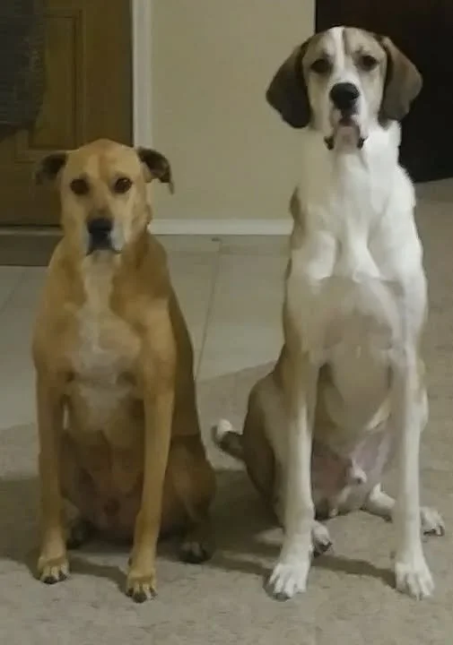 Two large dogs being seen for a potty break in Saginaw, Texas