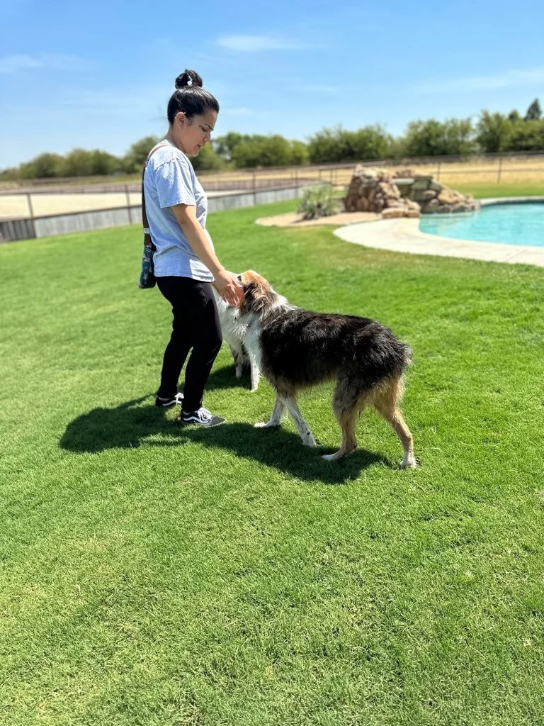 Dog walker playing with dog in Haslet, Texas