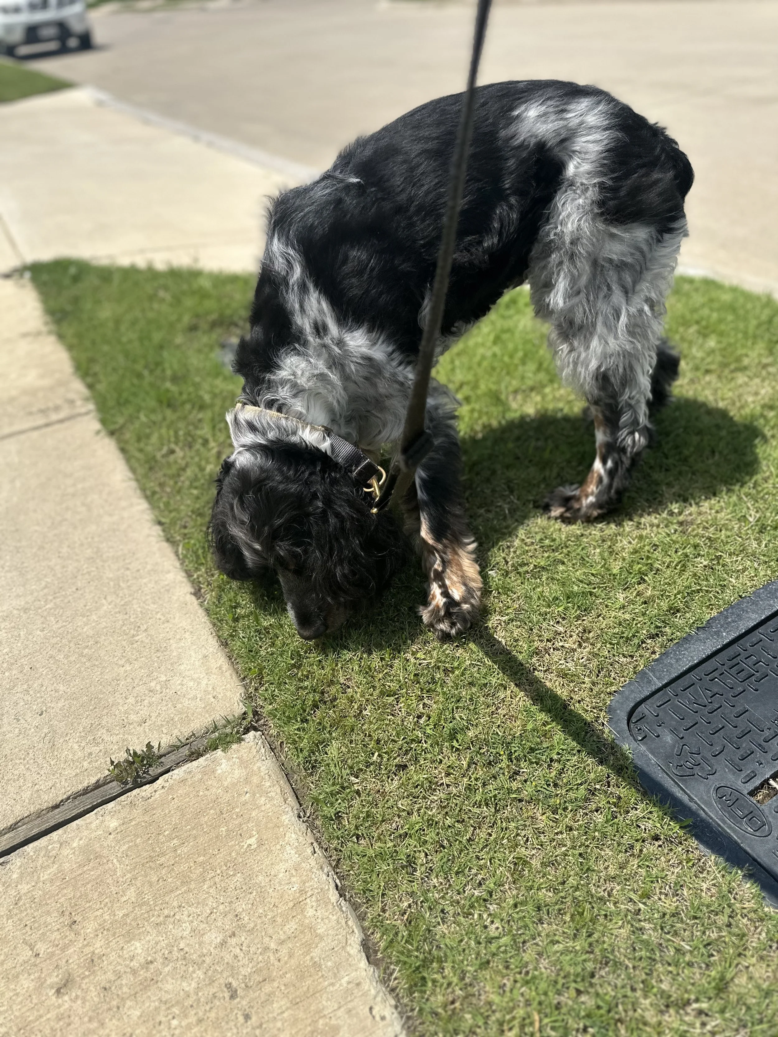Dog sniffing during a midday dog walk in Fort Worth