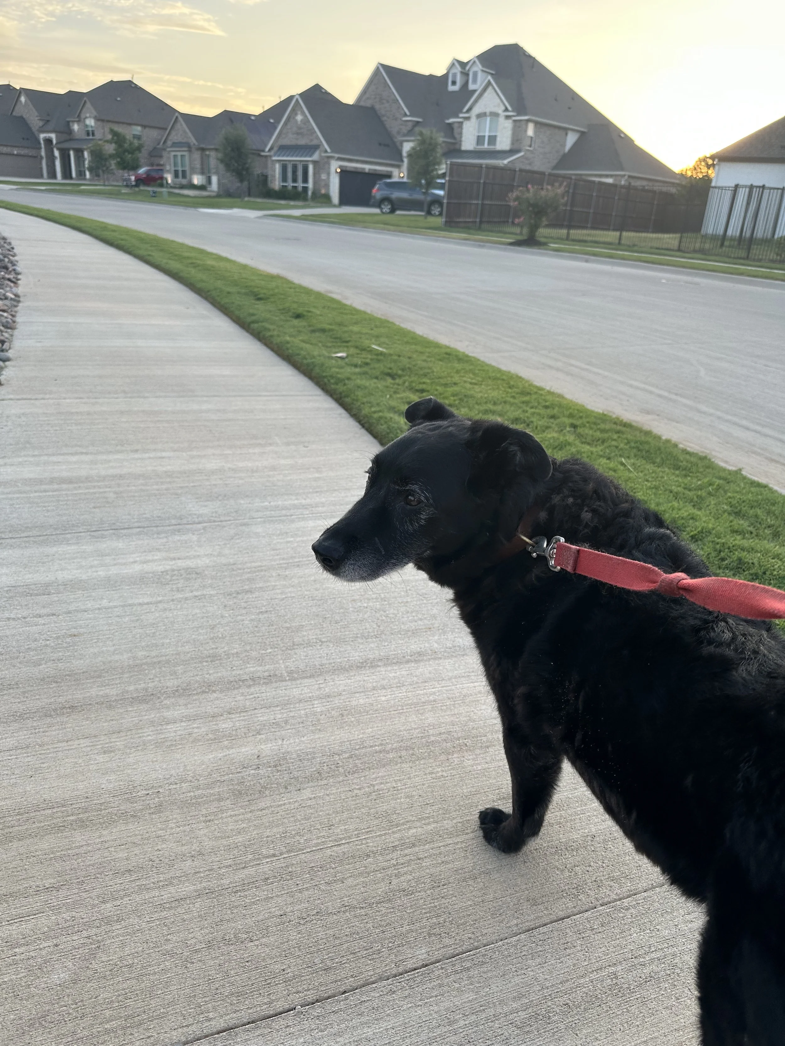 A black dog with a red collar and leash standing on a sidewalk in a suburban neighborhood at sunset.