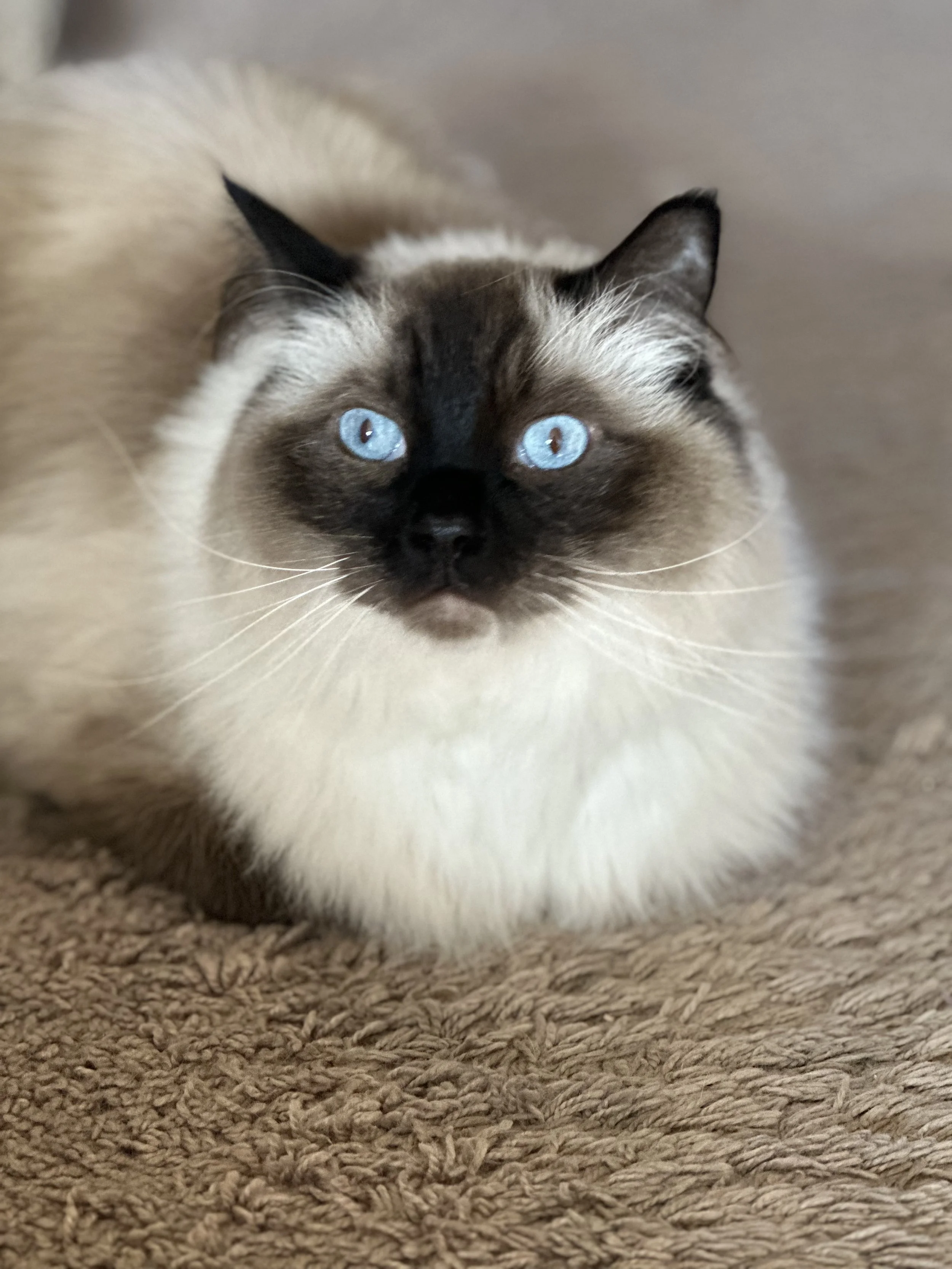 Siamese Cat in Fort Worth Texas