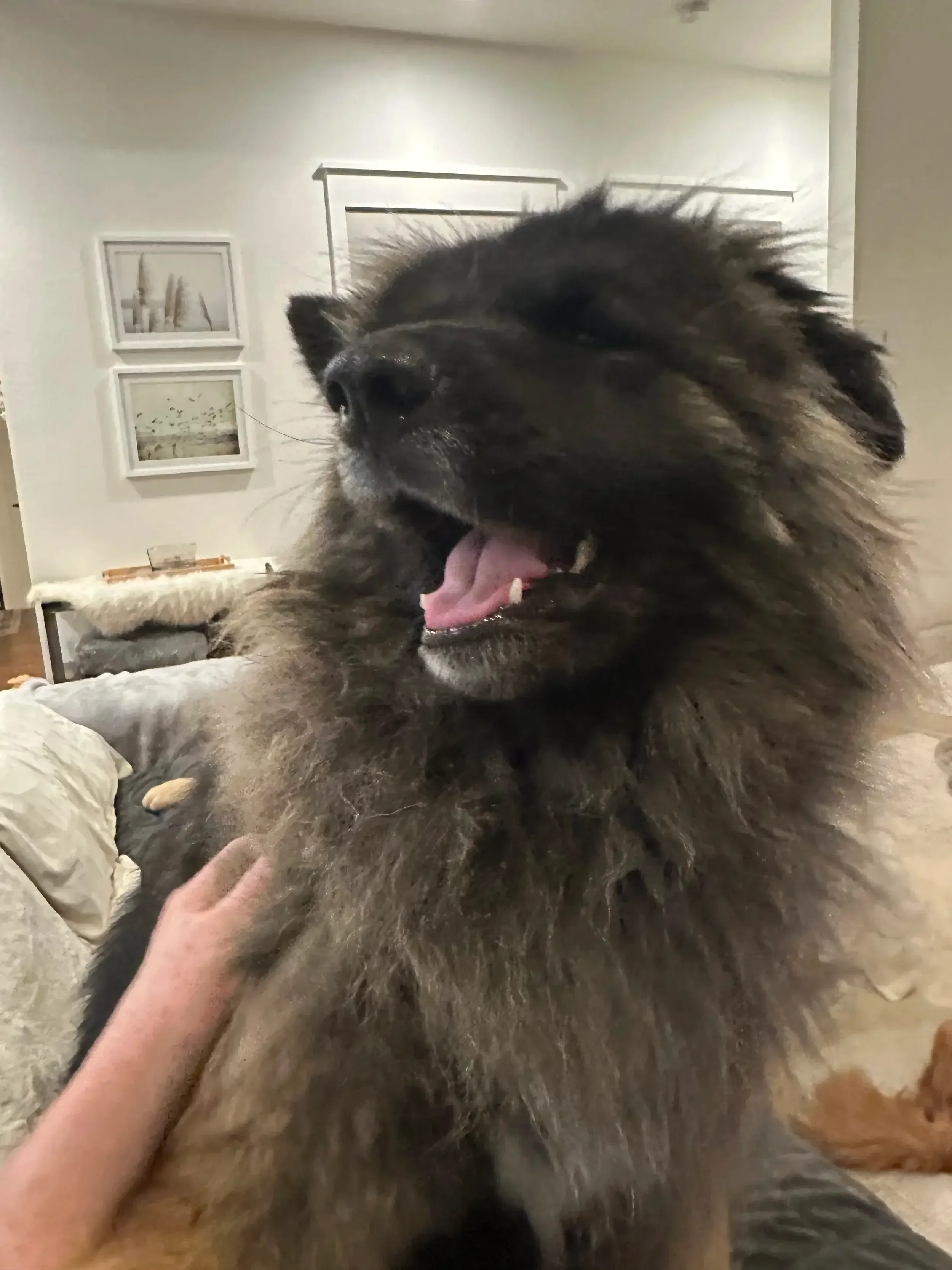 Happy fluffy dog enjoying a visit from Doggy Daybreaks in Haslet TX