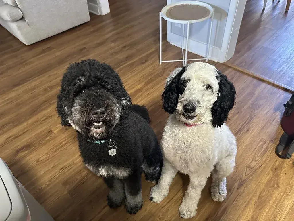 Two happy doodles on a potty break with Doggy Daybreaks in Fort Worth TX