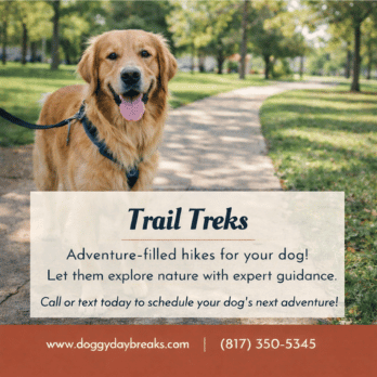 Dog on adventure walk with dog walker in Keller, TX