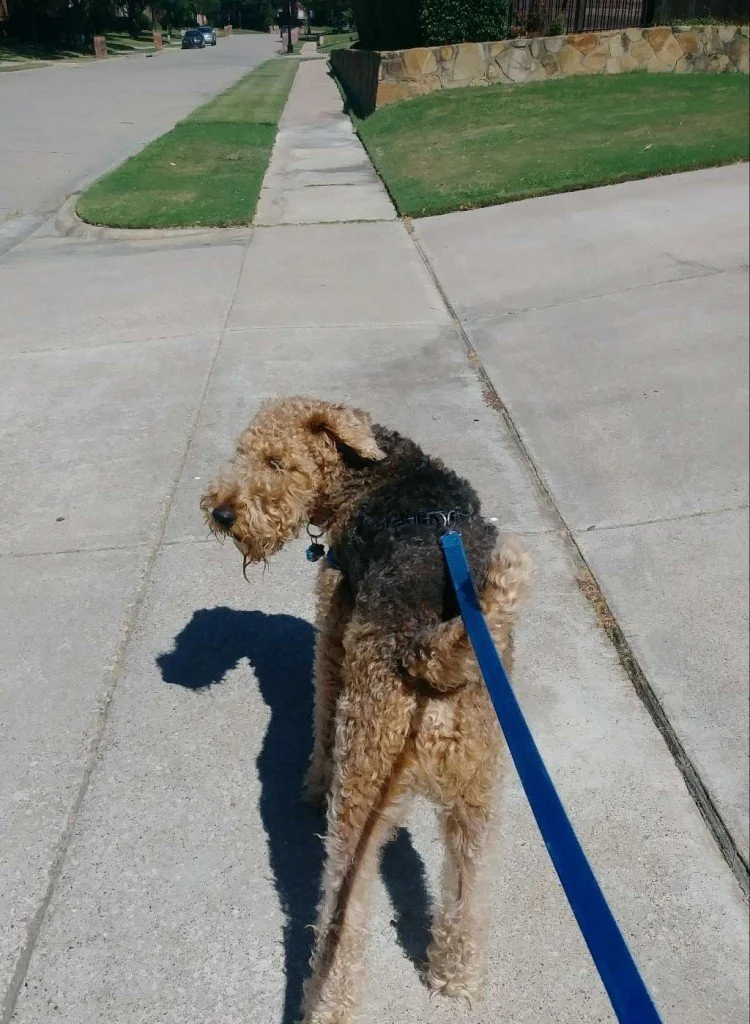 Walking curly haired dog in Keller, Texas