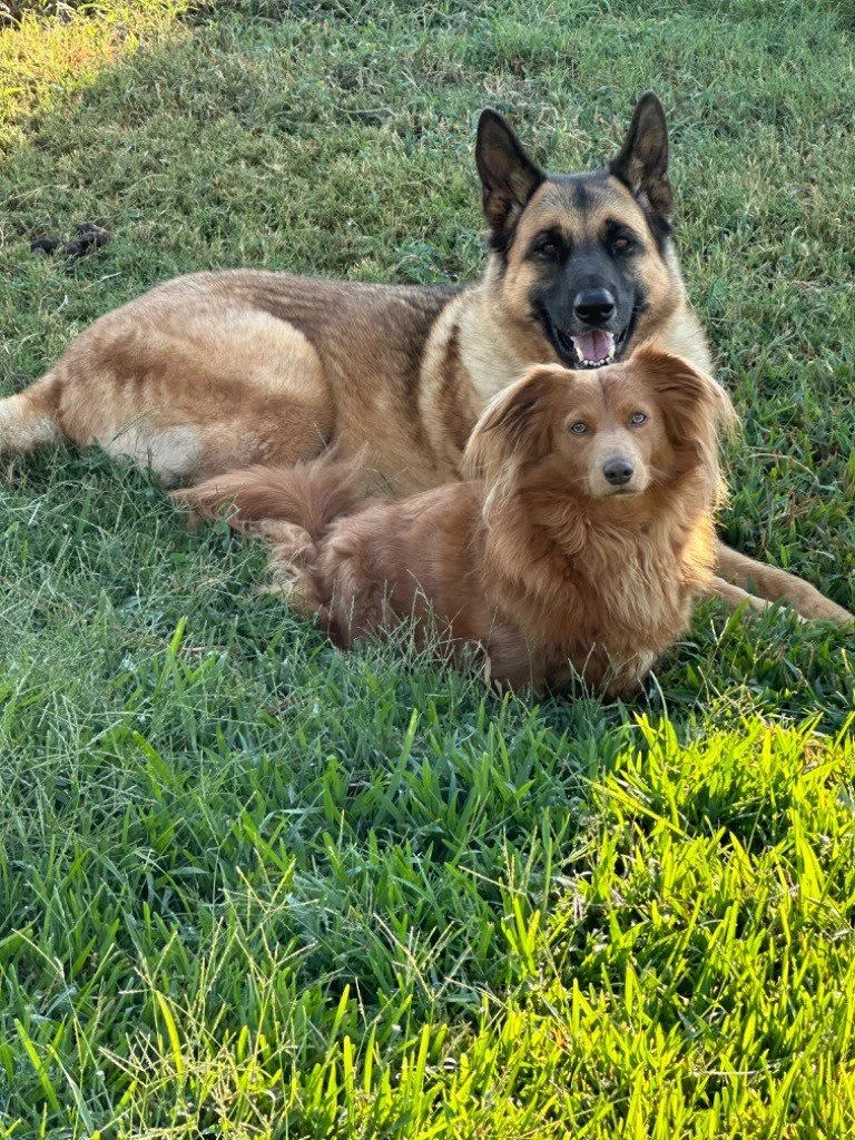 Two Saginaw, Texas, dogs, a German Shepherd and a smaller brown dog, are having a potty break on green grass in a field.