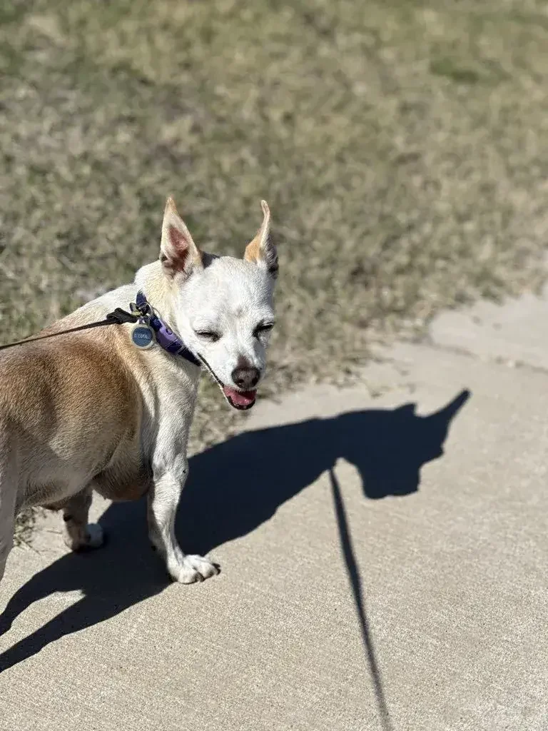 Happy little dog with Doggy Daybreaks dog walker in Fort Worth TX