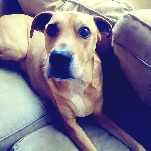 A tan dog with black markings around its eyes and nose sitting on a beige couch.
