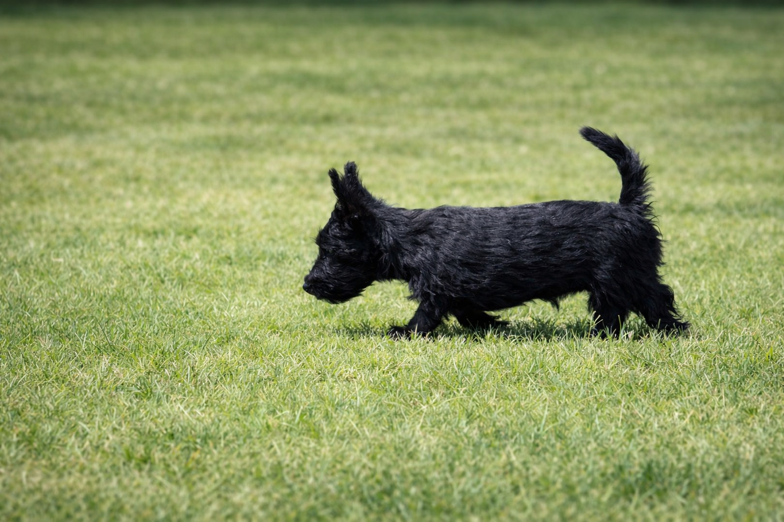 Scottish Terrier puppy potty training in Saginaw Texas backyard