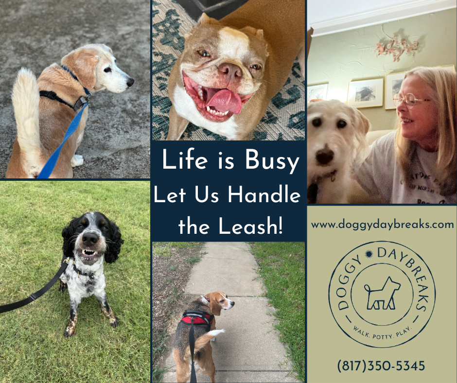 Happy dogs, walking dogs, dog walker with happy dog, picture collage
