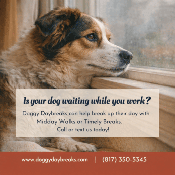 Dog waiting for dog walker in Keller, TX