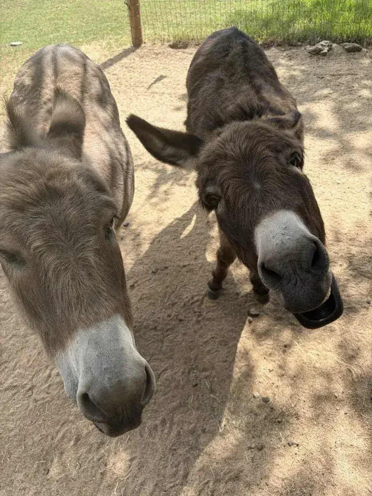 Cute donkeys getting a treat from Doggy Daybreaks in Keller TX.