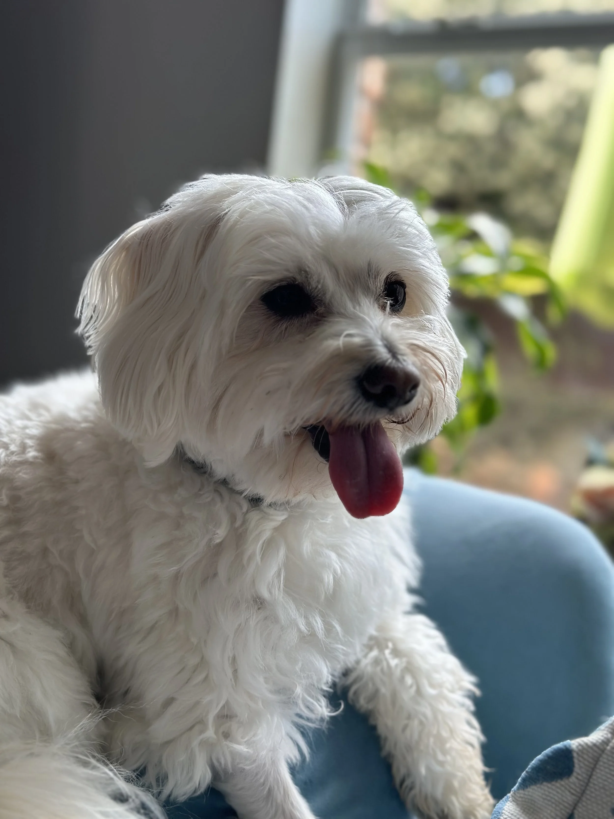 A white fluffy dog sitting indoors near a window with a green plant in the background, with its tongue out and looking happy during dog walking visit in Keller, Texas