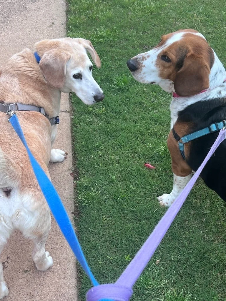 Dog Walking on an Adventure Hike