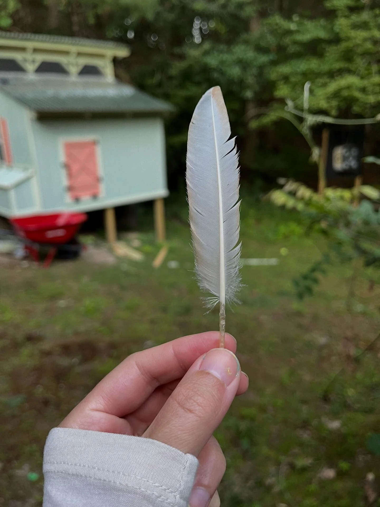 We’re chicken people now 🐓🏠🛠️💕