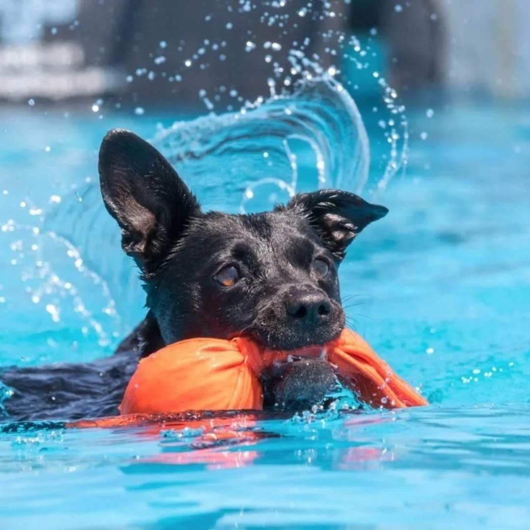 A black dog swimming in a pool with an orange toy in its mouth, mid-swim with splashes of water around.