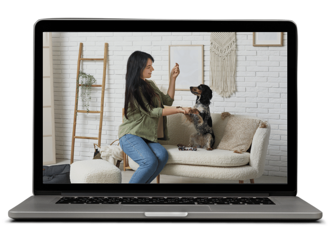 Best Squarespace Templates for Pet Businesses and Dog Trainers