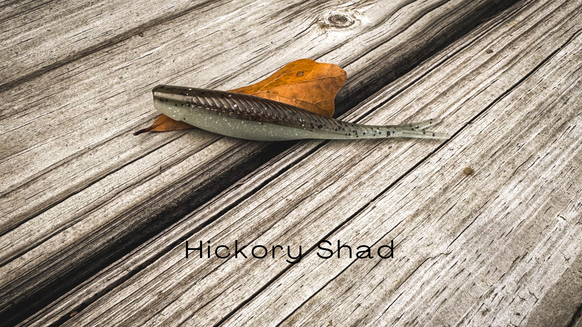 JS Jr Hickory Shad (16 x 9 in).png