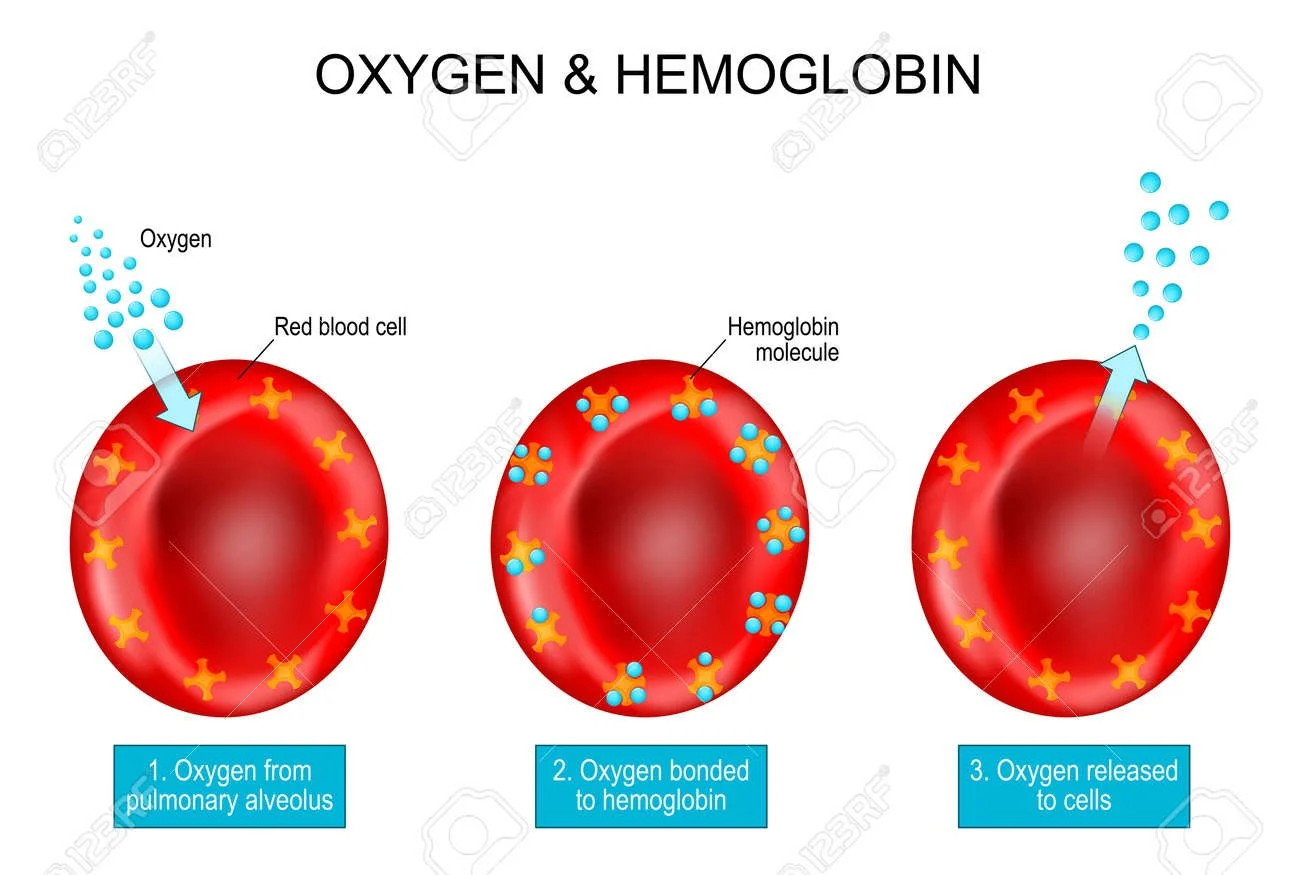 190665509-oxygen-and-hemoglobin-red-blood-cells-with-hemoglobin-molecule-vector-poster-about-oxygen-transport.jpg
