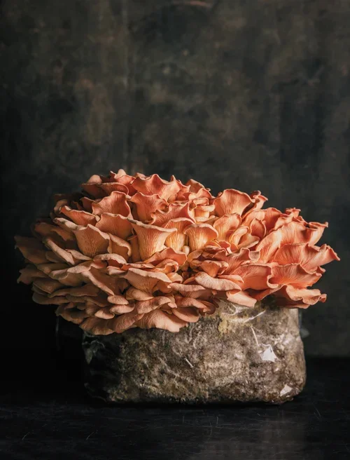 pink mushroom.webp