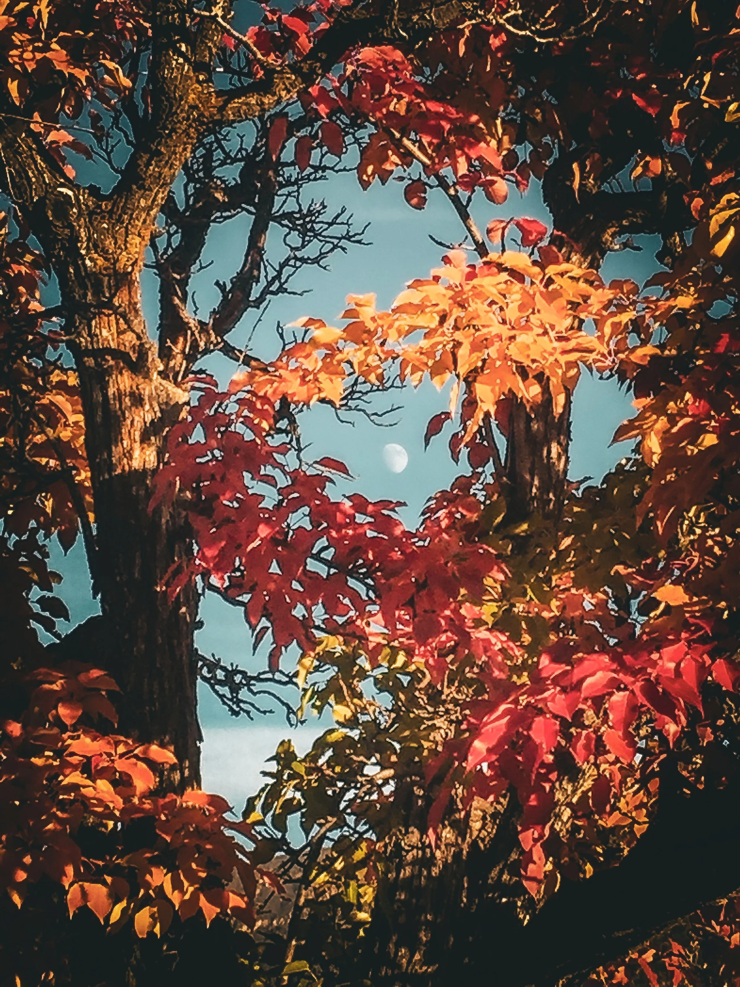 Autumn Pear Tree Moon