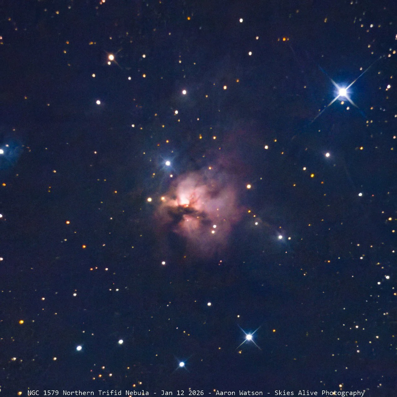 Northern Trifid