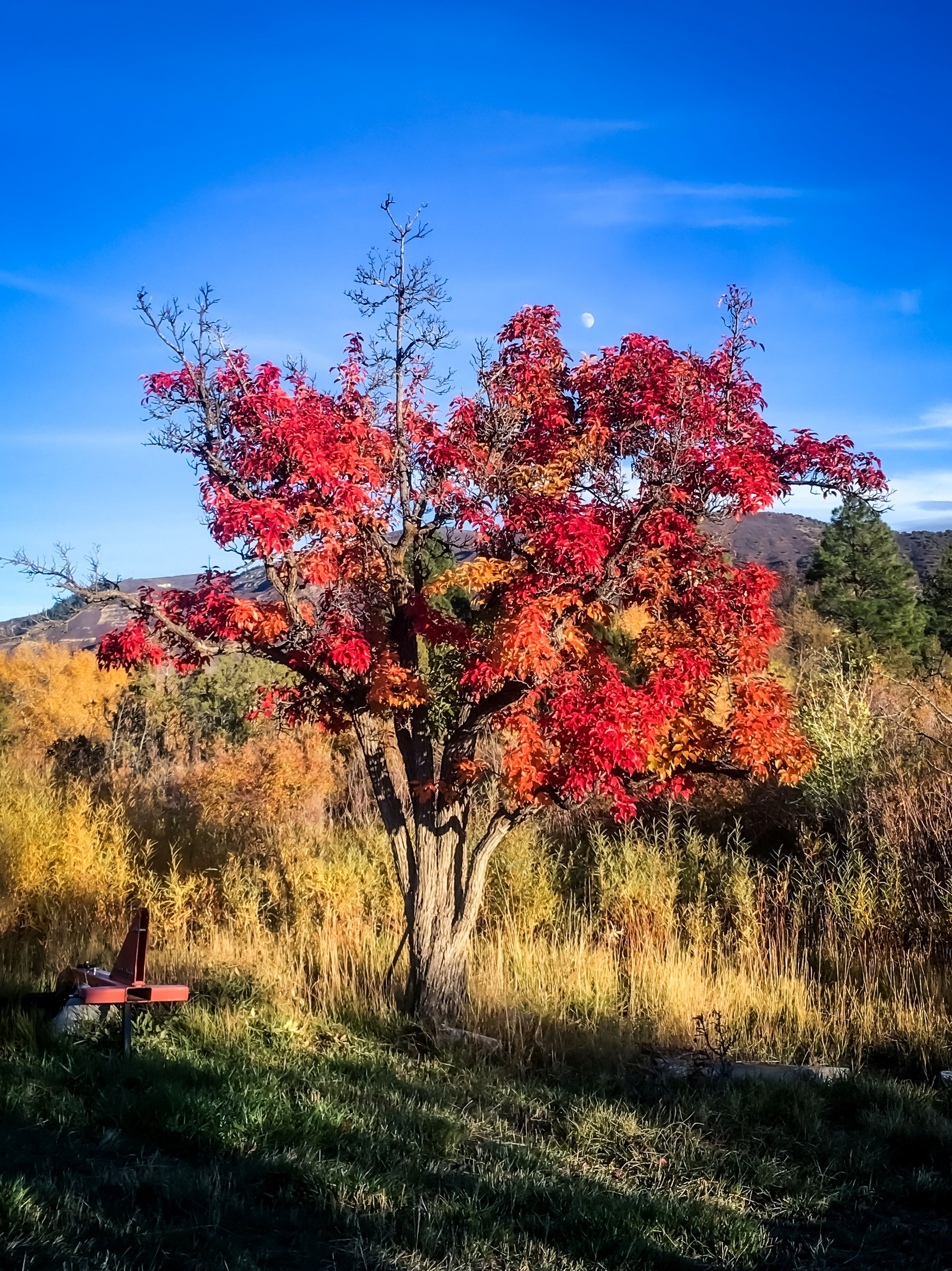Autumn Pear Tree Moon Wide