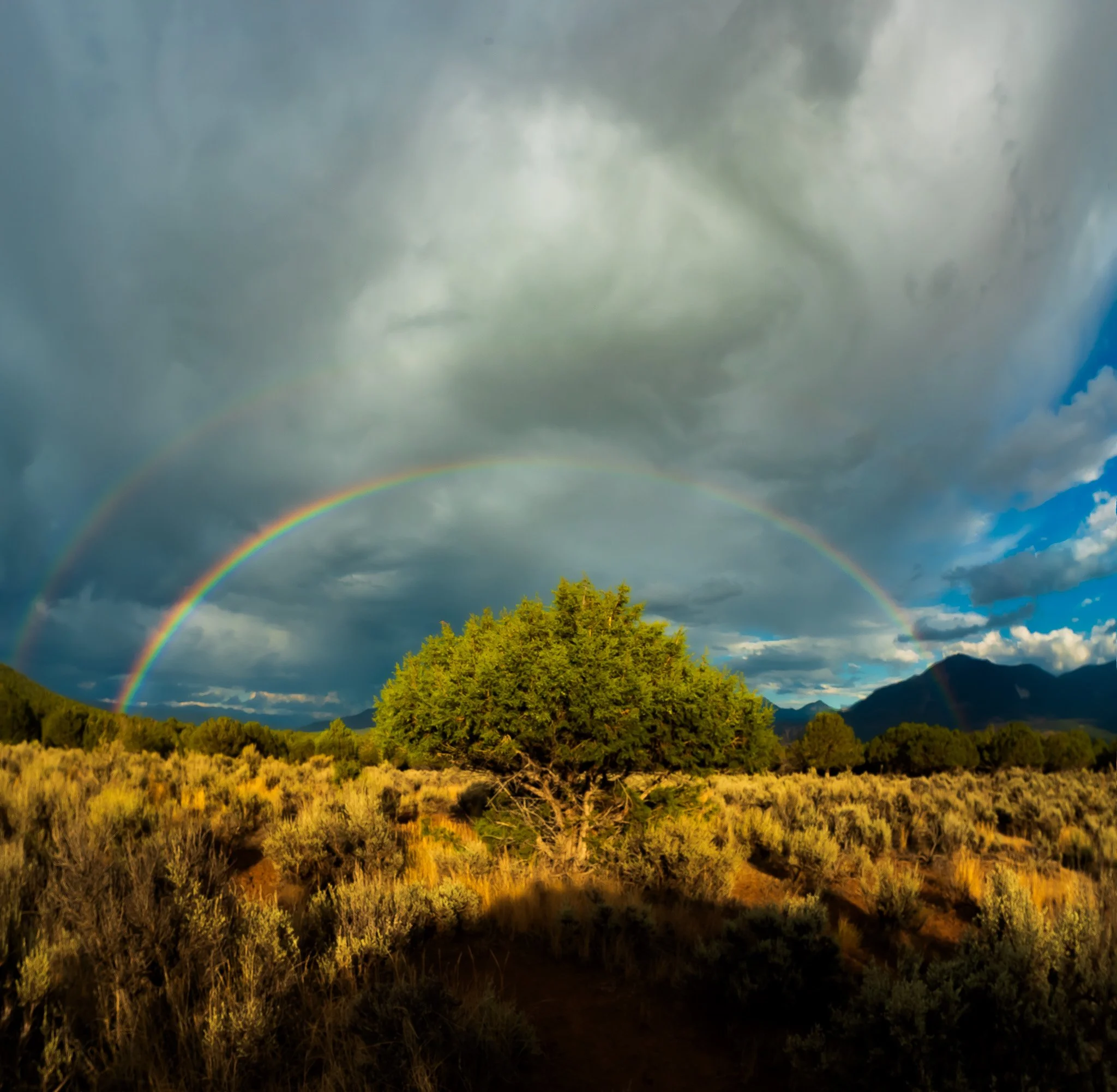 Rainbow Juniper