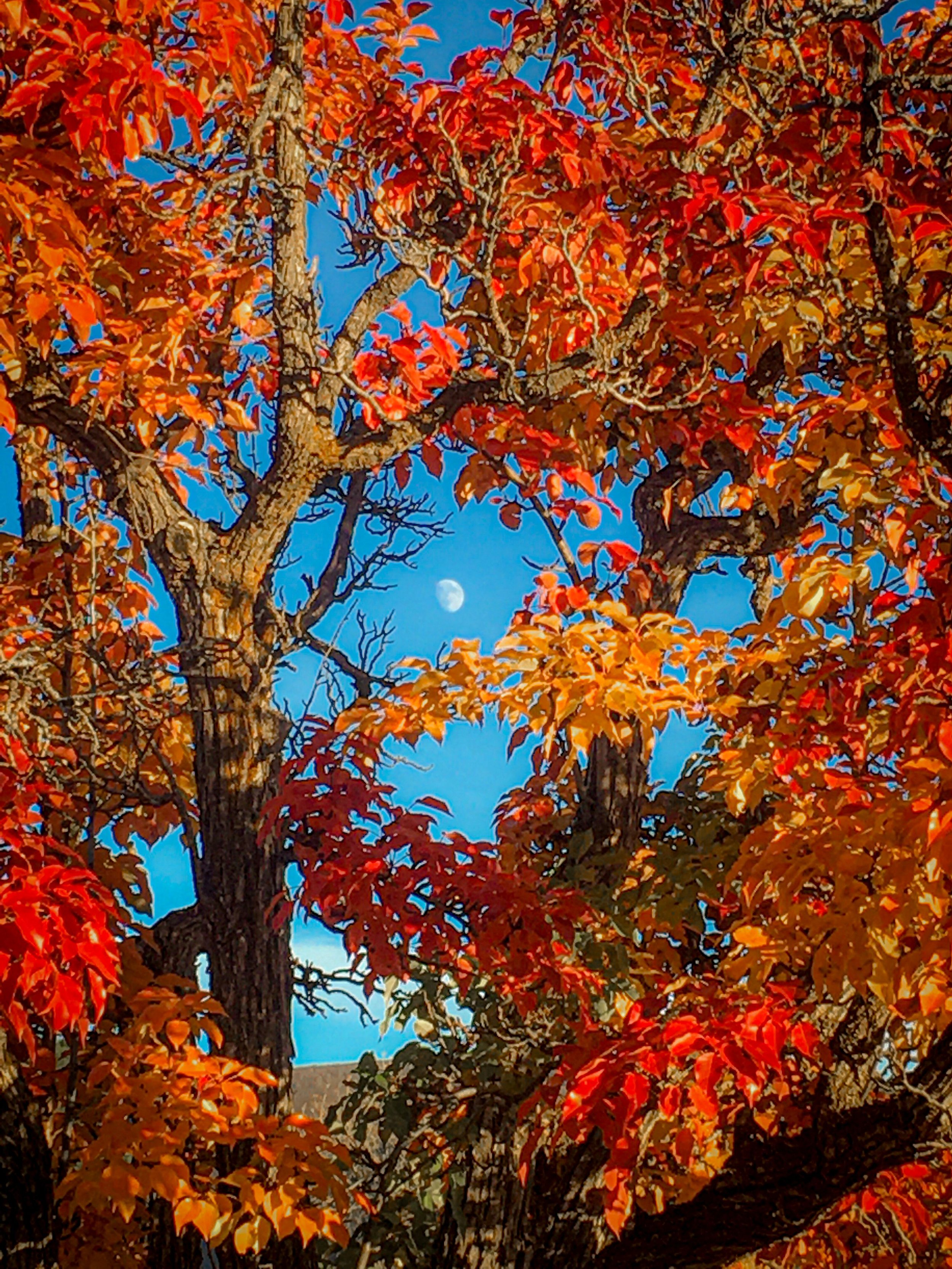 Autumn Pear Tree Moon Bright