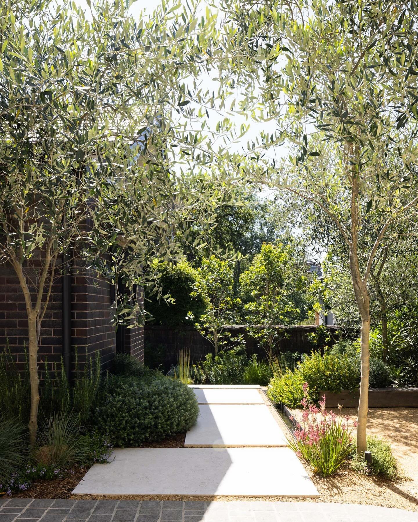 Olive trees creating an informal archway over garden path.