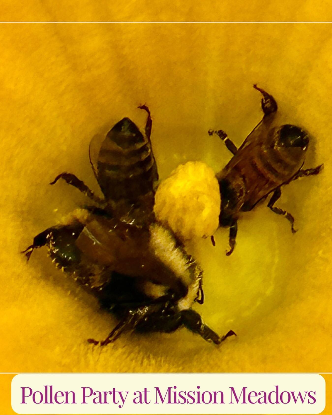 🐝🌻🌱 🐝🌻🌱 🐝🌻🌱
Welcome to Mission Meadows Community Garden in Spokane Valley where the friends are abundant. Lots of companion planting, food forests, and neighbors gardening in raised beds; all growing an abundance of produce to take home or s