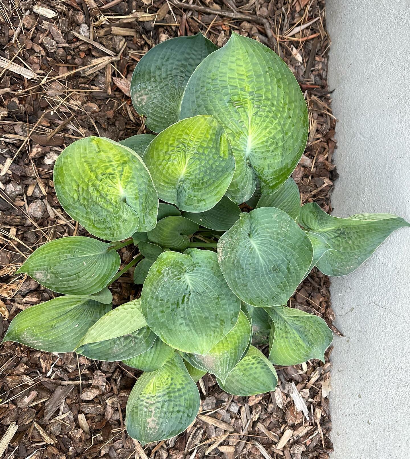A picture taken this morning of a hosta in my yard. Today the temperature was 104 degrees, and it has been scorching for a number of days now. I water this flower bed about once a week, and it has fantastic bark mulch around it. Yes, the location is 