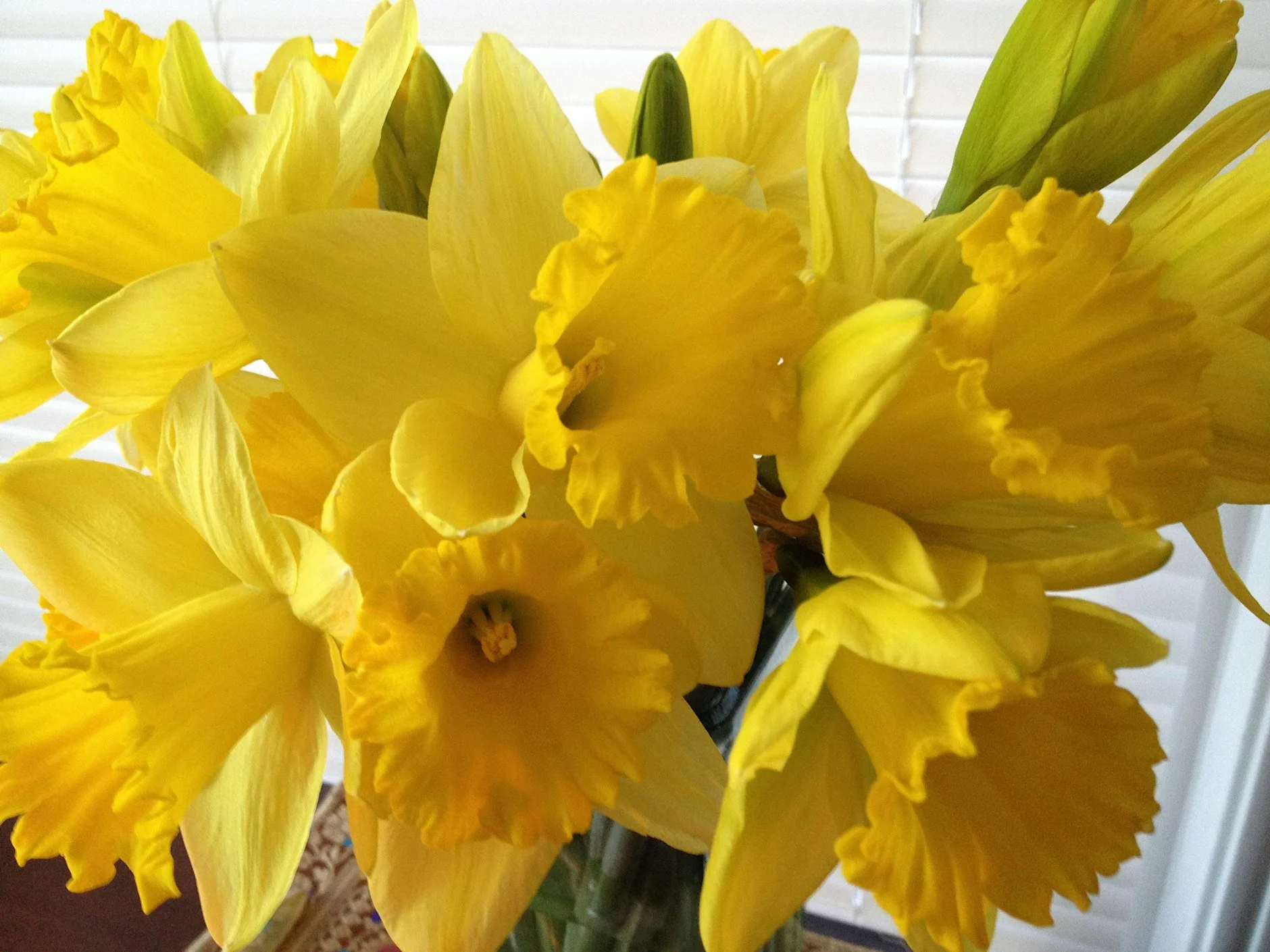 Daffodil Workshop