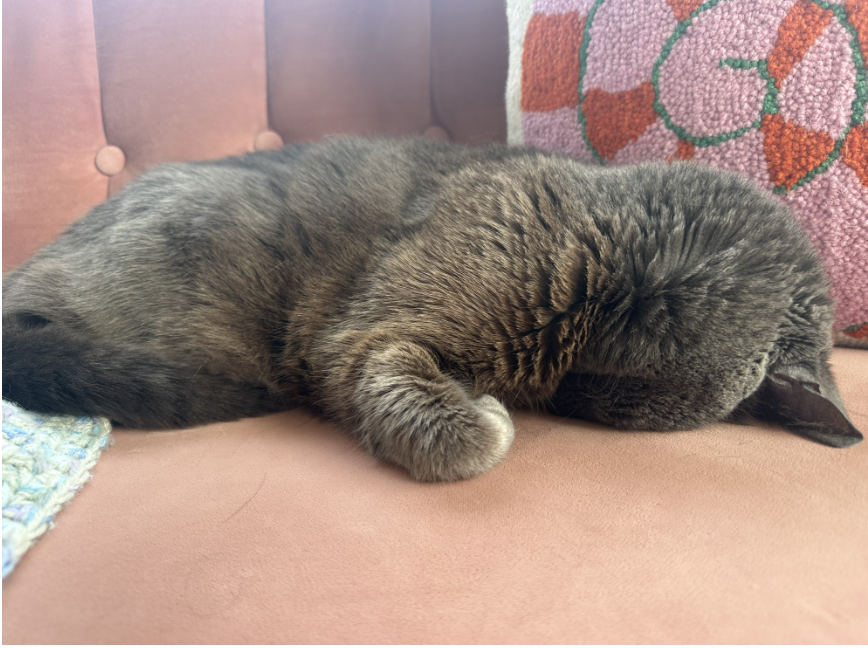 The Gentle Art of Better Sleep: How to Help Your Body Feel Safe Enough to Rest