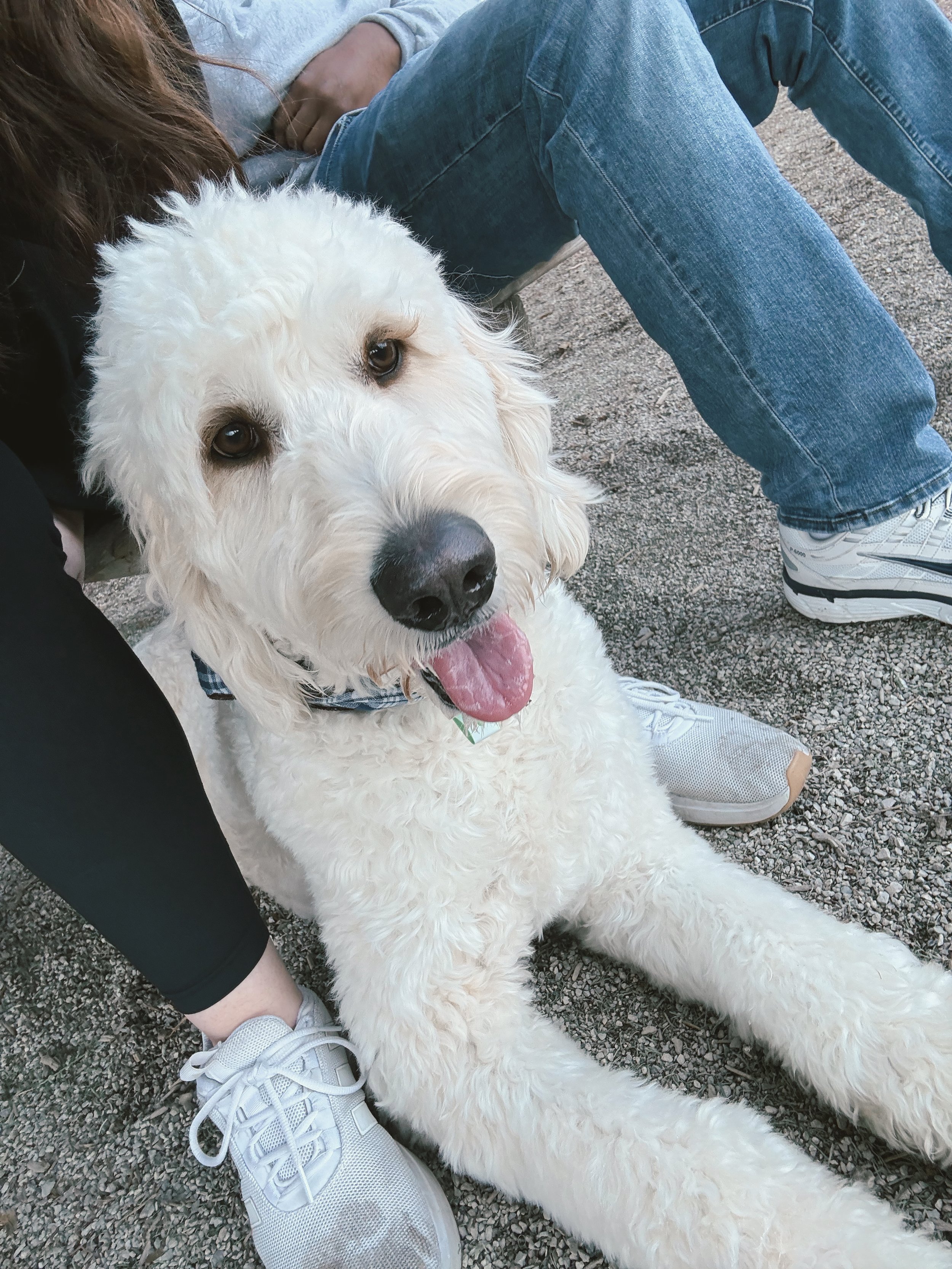 Large fluffy white dog sitting on gravel next to two people in casual clothing, with one wearing jeans and white sneakers.